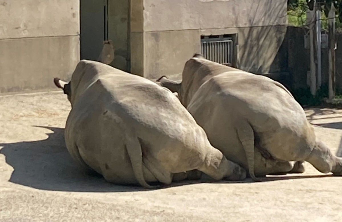 2頭のサイが並んでおしりを向けて寝ている