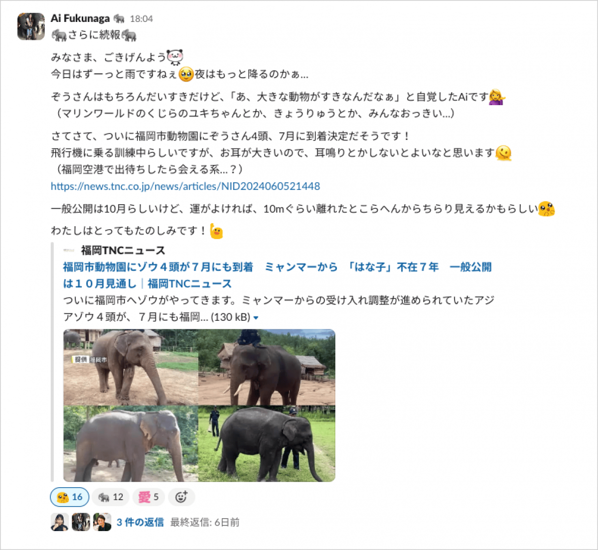 slackのスクリーンショット　Ai Fukunaga 　さらに続報　みなさま、ごきげんよう　今日はずーっと雨ですねぇ:泣きそうな顔:夜はもっと降るのかぁ… ぞうさんはもちろんだいすきだけど、「あ、大きな動物がすきなんだなぁ」と自覚したAiです:ご案内_女性: （マリンワールドのくじらのユキちゃんとか、きょうりゅうとか、みんなおっきい…） さてさて、ついに福岡市動物園にぞうさん4頭、7月に到着決定だそうです！ 飛行機に乗る訓練中らしいですが、お耳が大きいので、耳鳴りとかしないとよいなと思います:溶ける顔: （福岡空港で出待ちしたら会える系…？） https://news.tnc.co.jp/news/articles/NID2024060521448 一般公開は10月らしいけど、運がよければ、10mぐらい離れたとこらへんからちらり見えるかもらしい　わたしはとってもたのしみです！