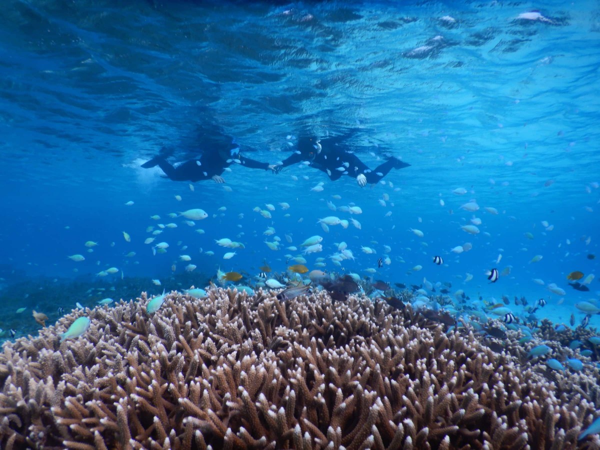 珊瑚礁を泳ぐ色とりどりの魚を、シュノーケリングで眺める福永さん