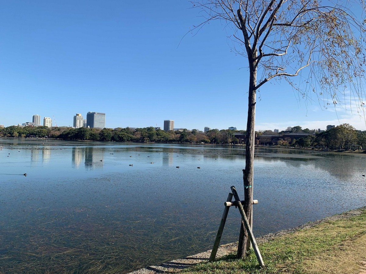 大濠公園の写真。目の前に池があり、空も青く澄み切った様子